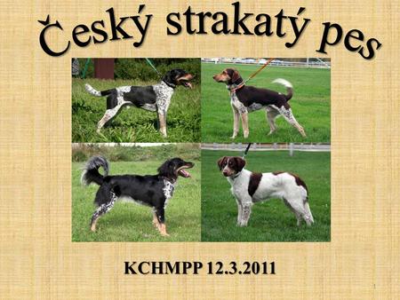Český strakatý pes KCHMPP 12.3.2011.