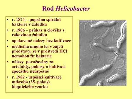 Rod Helicobacter r popsána spirální bakterie v žaludku