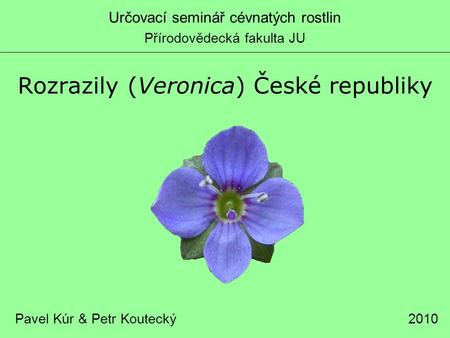 Rozrazily (Veronica) České republiky
