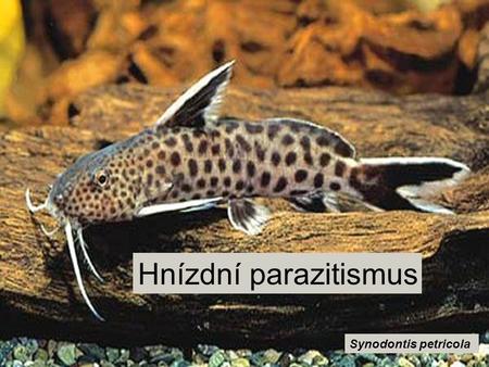 Hnízdní parazitismus Synodontis petricola.