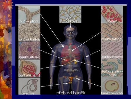 11 orgánových soustav Soustava kosterní, svalová, oběhová, dýchací, trávicí, kožní, vylučovací, pohlavní, endokrinní, nervová, smyslová.
