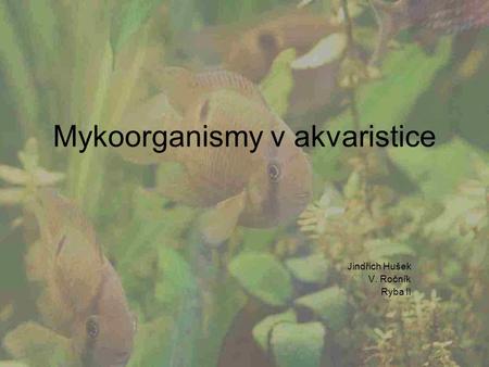 Mykoorganismy v akvaristice Jindřich Hušek V. Ročník Ryba II.
