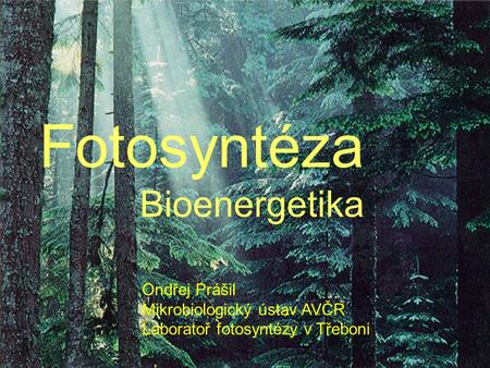 Fotosyntéza Bioenergetika Ondřej Prášil Mikrobiologický ústav AVČR