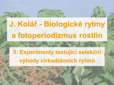 J. Kolář - Biologické rytmy a fotoperiodizmus rostlin 5: Experimenty testující selekční výhody cirkadiánních rytmů.