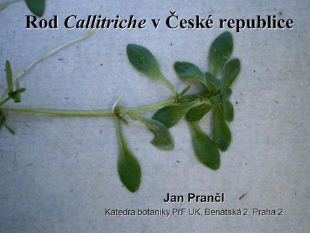 Rod Callitriche v České republice