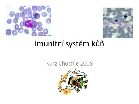 Imunitní systém kůň Kurz Chuchle 2008.