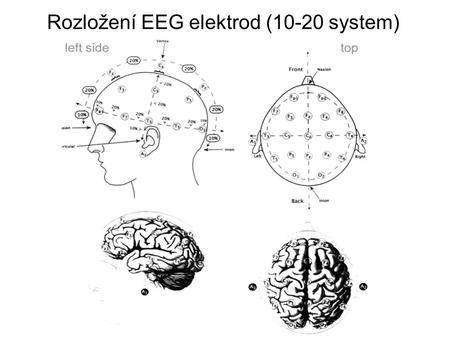 Rozložení EEG elektrod (10-20 system)