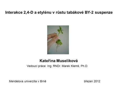 Interakce 2,4-D a etylénu v růstu tabákové BY-2 suspenze