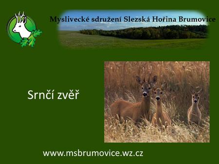 Srnčí zvěř www.msbrumovice.wz.cz.