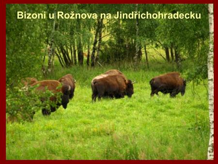 Bizoni u Rožnova na Jindřichohradecku