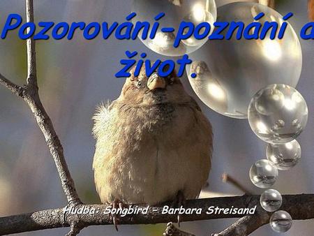 Hudba: Songbird – Barbara Streisand Pozorování-poznání a život.