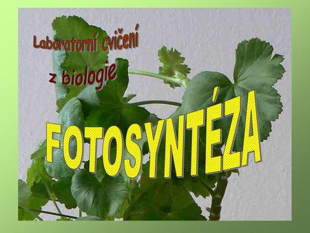 1. 2 3 4 5 Pokusná rostlina – pelargonie (Pelargonium zonatum). Místo panašovaných listů lze použít hynoucí listy bez chlorofylu.
