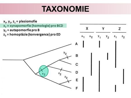 Taxonomie x1, y1, z1 = plesiomofie