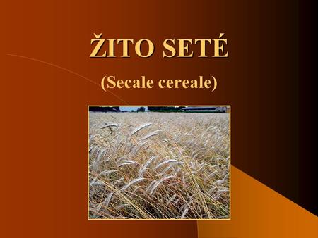 ŽITO SETÉ (Secale cereale).