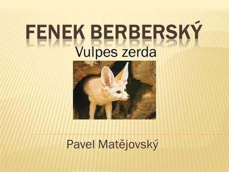 Fenek berberský Vulpes zerda Pavel Matějovský.