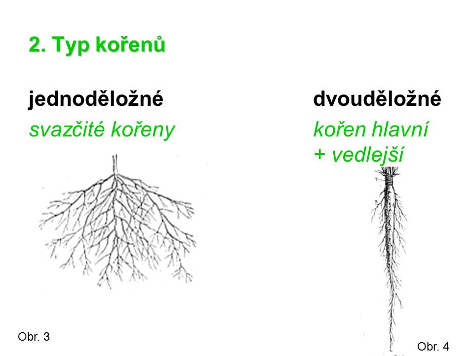 jednoděložné dvouděložné svazčité kořeny kořen hlavní + vedlejší