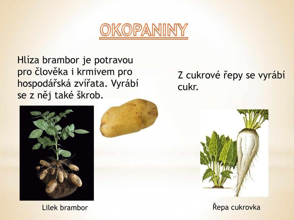 OKOPANINY Hlíza brambor je potravou pro člověka i krmivem pro