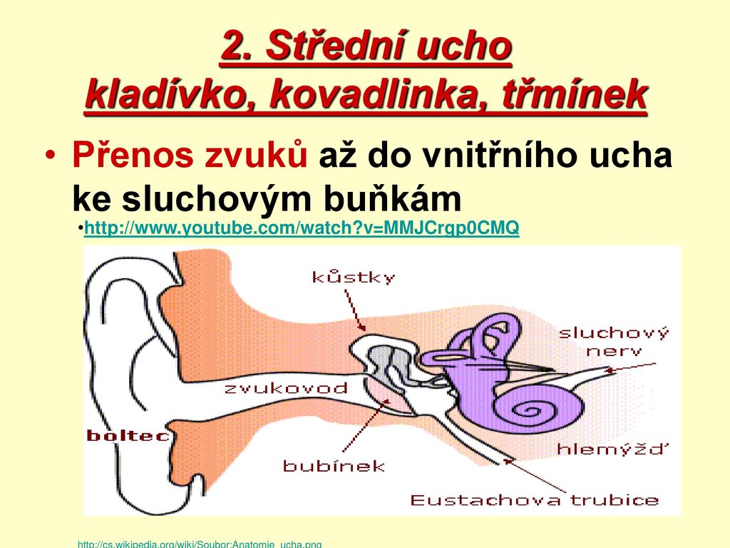 2. Střední ucho kladívko, kovadlinka, třmínek