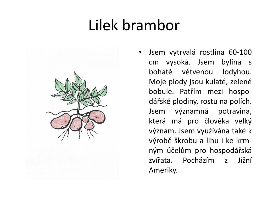 Lilek brambor