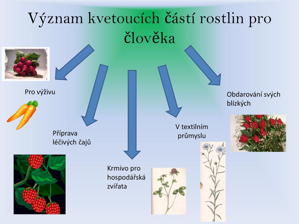 Význam kvetoucích částí rostlin pro člověka