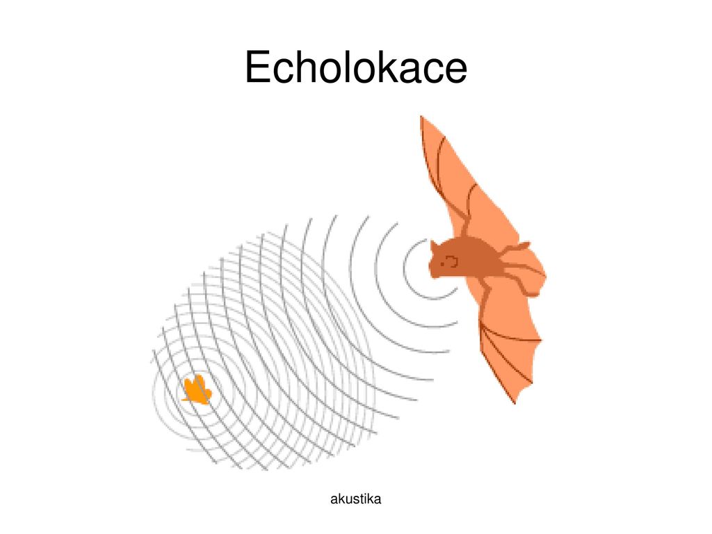 Echolokace akustika