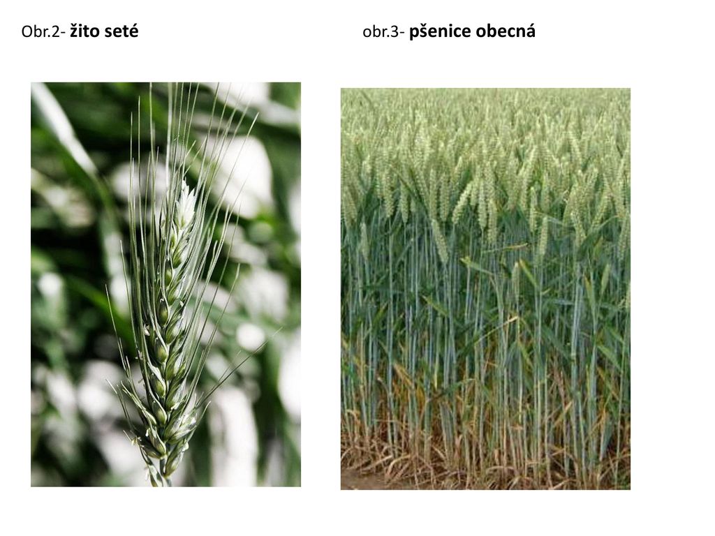 Obr.2- žito seté obr.3- pšenice obecná