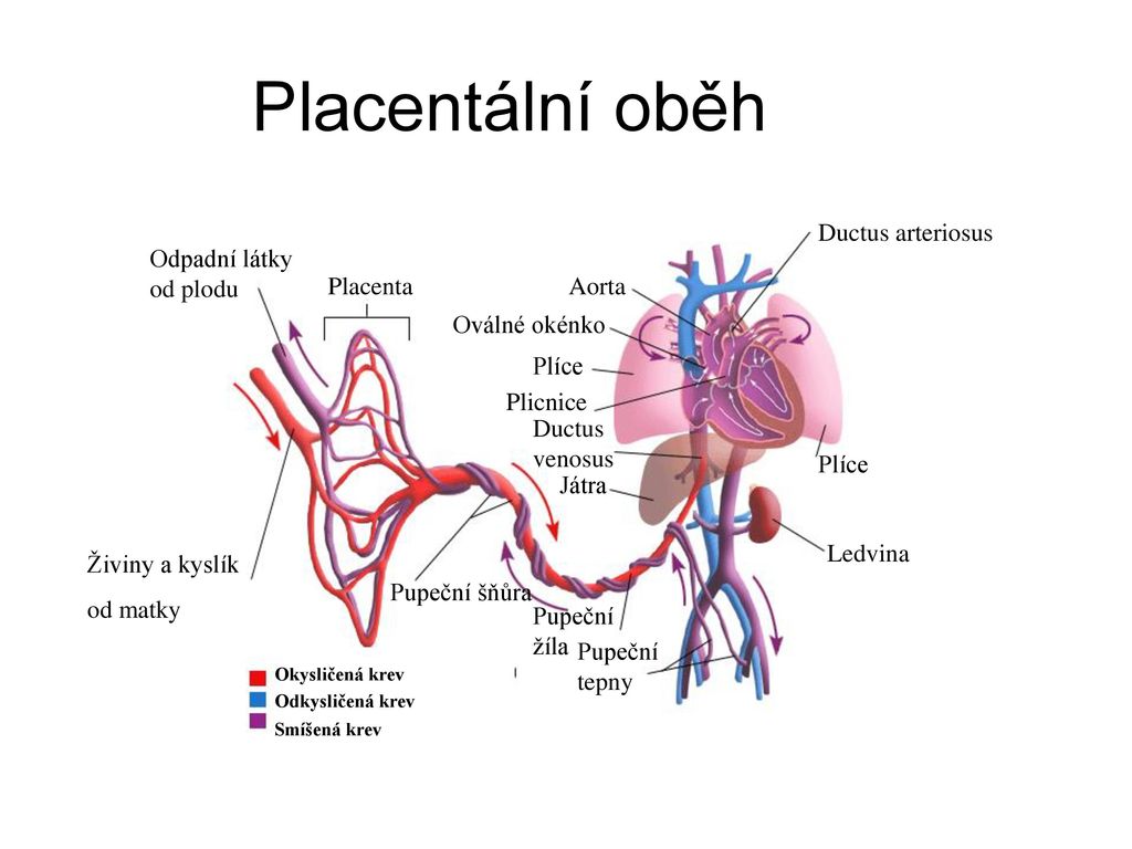 Placentální oběh Ductus arteriosus Odpadní látky od plodu Placenta