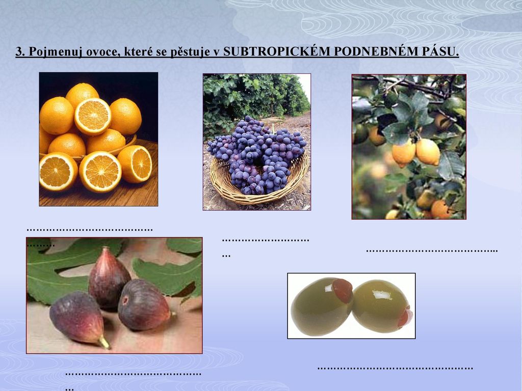 3. Pojmenuj ovoce, které se pěstuje v SUBTROPICKÉM PODNEBNÉM PÁSU.