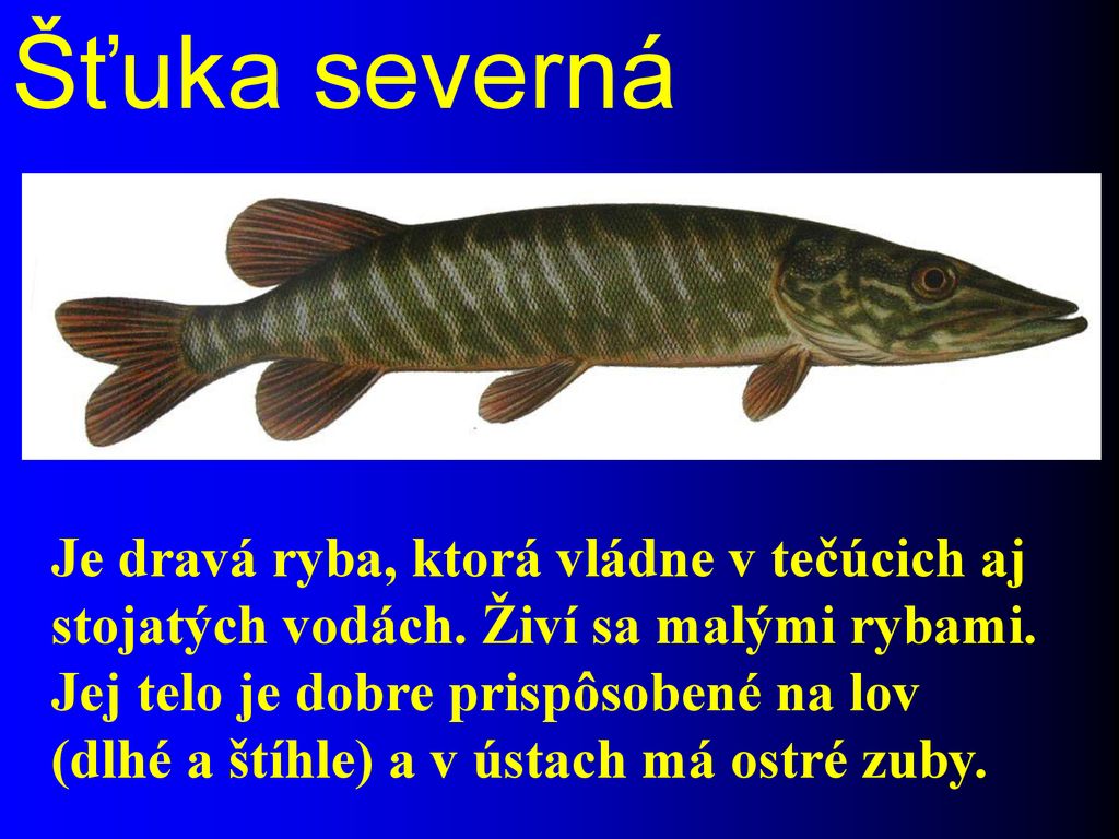 Šťuka severná Je dravá ryba, ktorá vládne v tečúcich aj stojatých vodách. Živí sa malými rybami. Jej telo je dobre prispôsobené na lov.