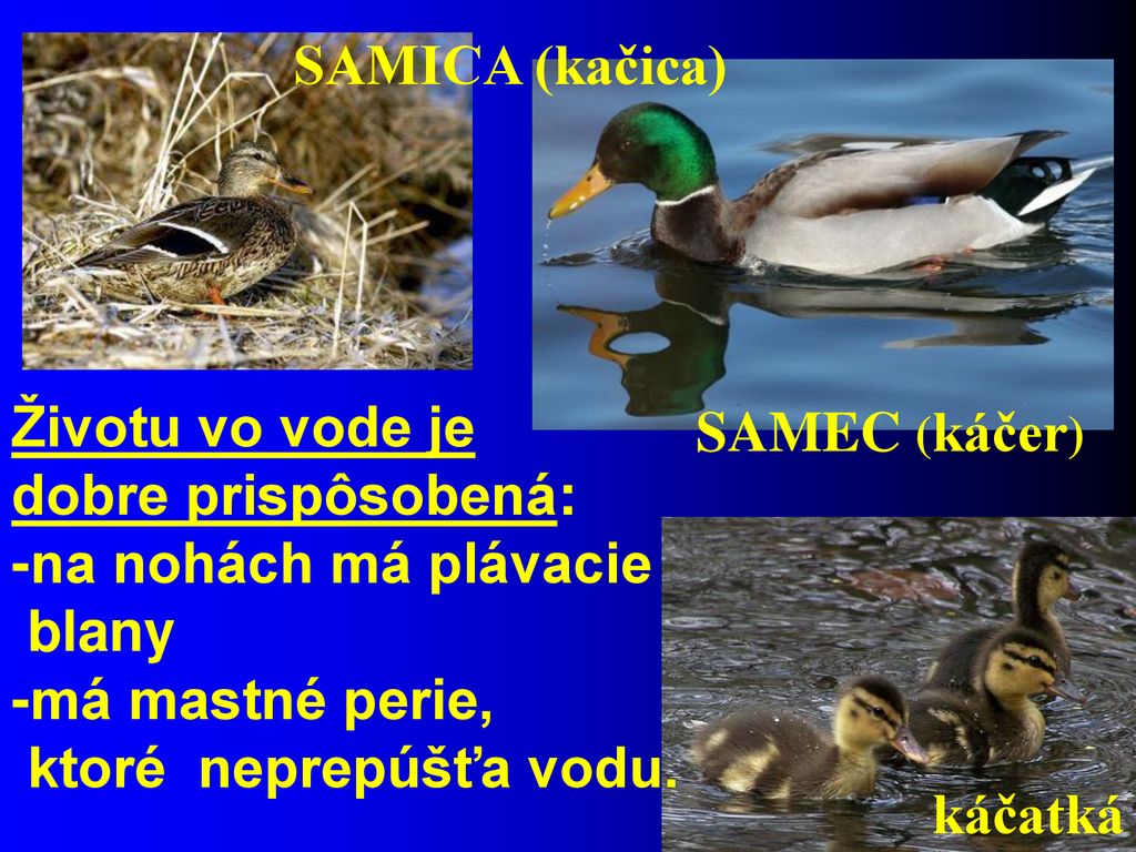 SAMICA (kačica) SAMEC (káčer) Životu vo vode je dobre prispôsobená: -na nohách má plávacie blany -má mastné perie, ktoré neprepúšťa vodu.