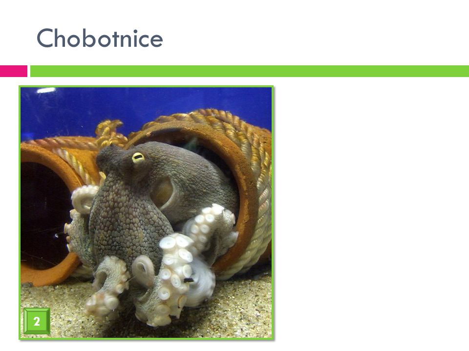 Chobotnice 2