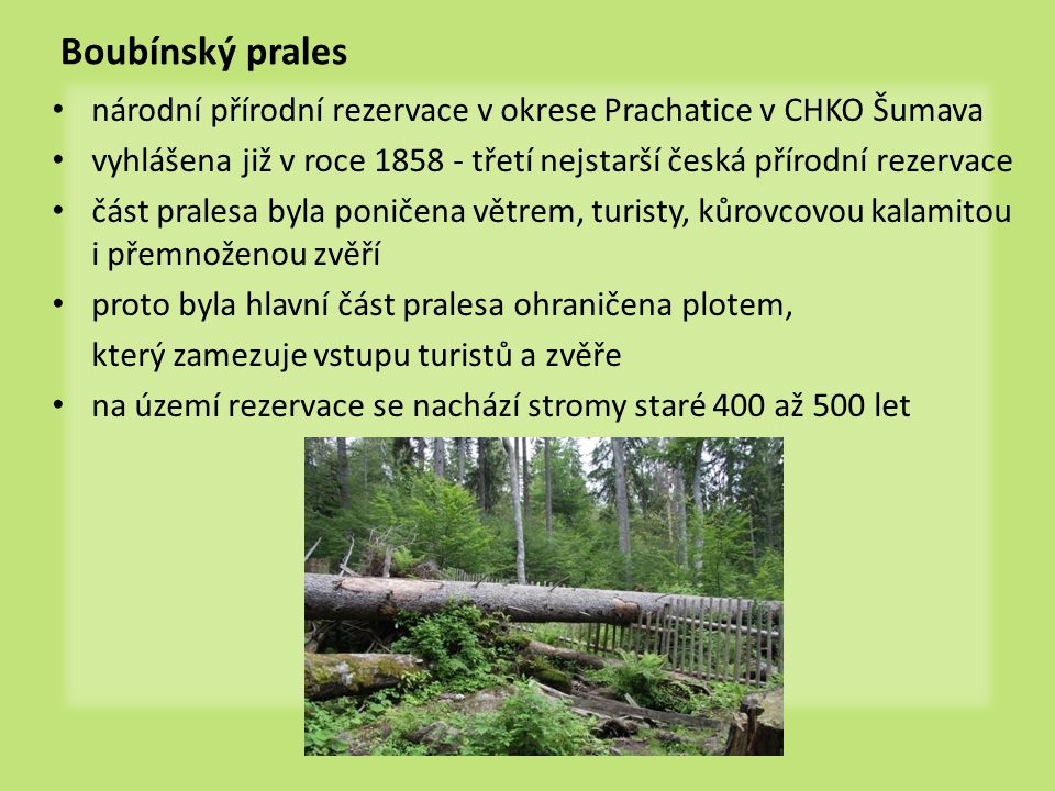 Boubínský prales národní přírodní rezervace v okrese Prachatice v CHKO Šumava. vyhlášena již v roce třetí nejstarší česká přírodní rezervace.