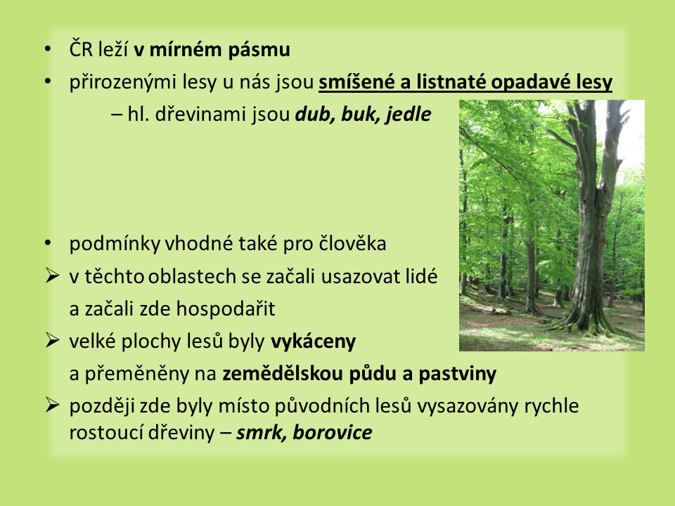 ČR leží v mírném pásmu přirozenými lesy u nás jsou smíšené a listnaté opadavé lesy. – hl. dřevinami jsou dub, buk, jedle.