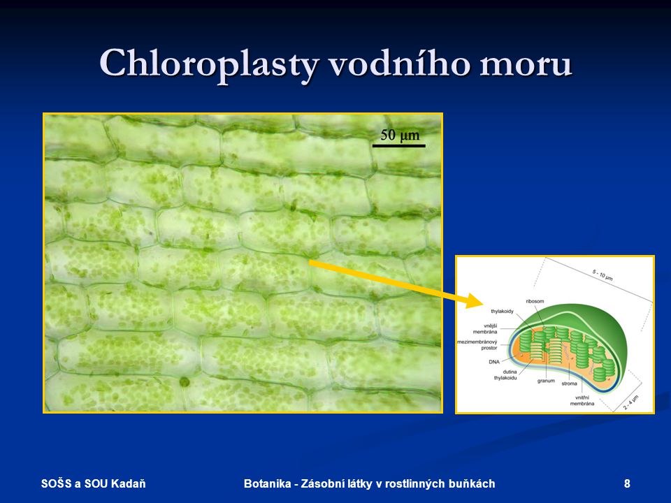 Chloroplasty vodního moru