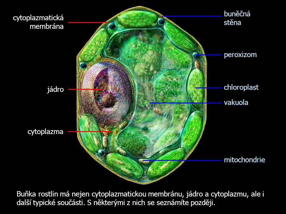 buněčná stěna cytoplazmatická membrána. peroxizom. chloroplast. jádro. vakuola. cytoplazma. mitochondrie.
