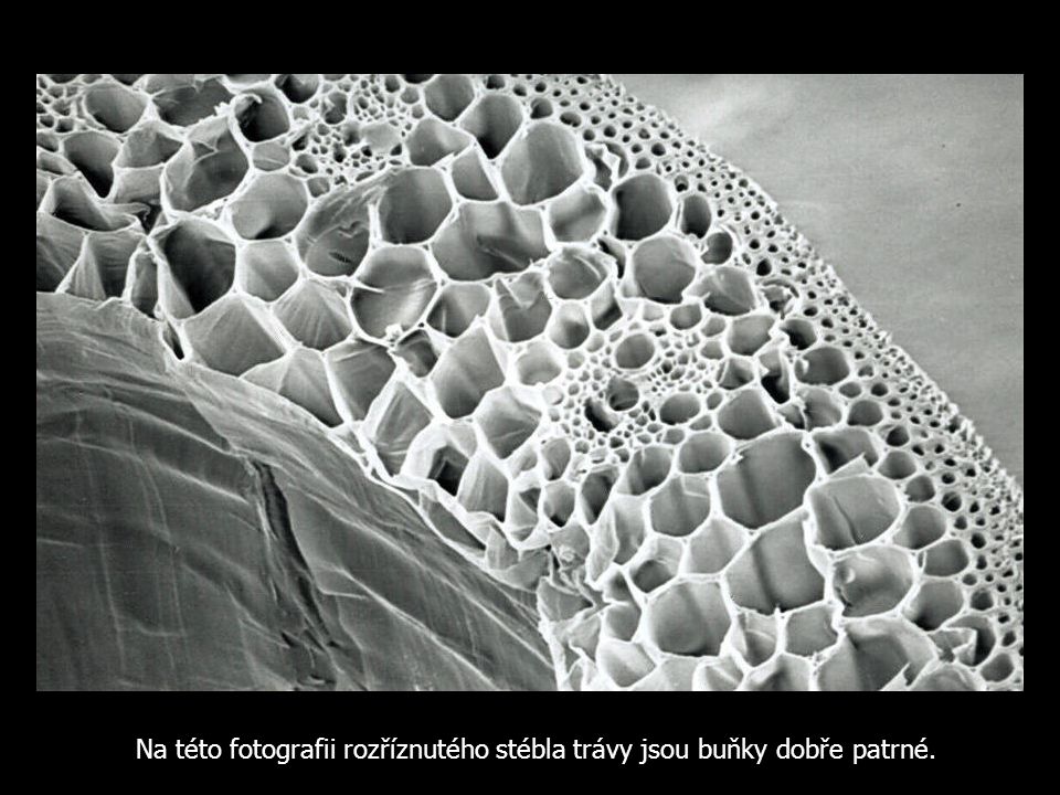 Na této fotografii rozříznutého stébla trávy jsou buňky dobře patrné.