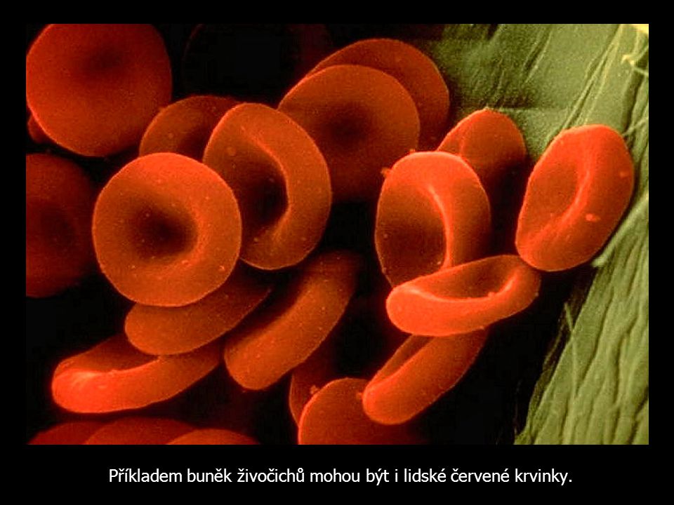 Příkladem buněk živočichů mohou být i lidské červené krvinky.