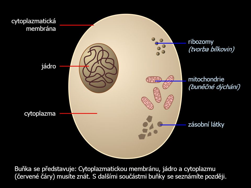 cytoplazmatická membrána