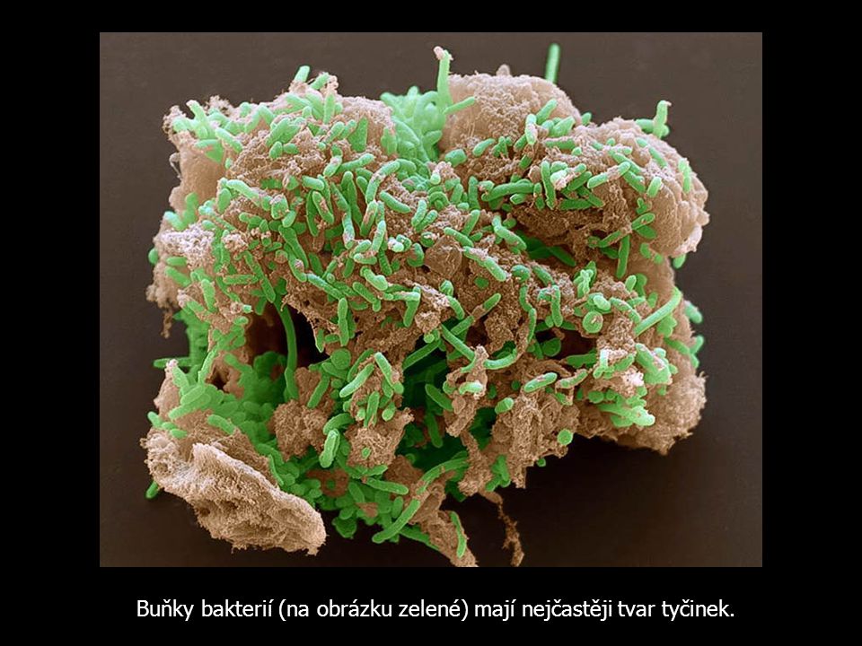 Buňky bakterií (na obrázku zelené) mají nejčastěji tvar tyčinek.