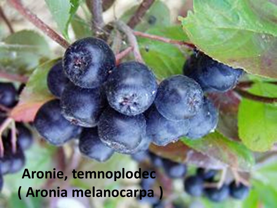 Aronie, temnoplodec ( Aronia melanocarpa )