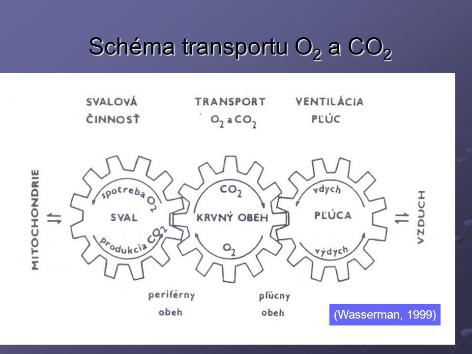 Schéma transportu O2 a CO2
