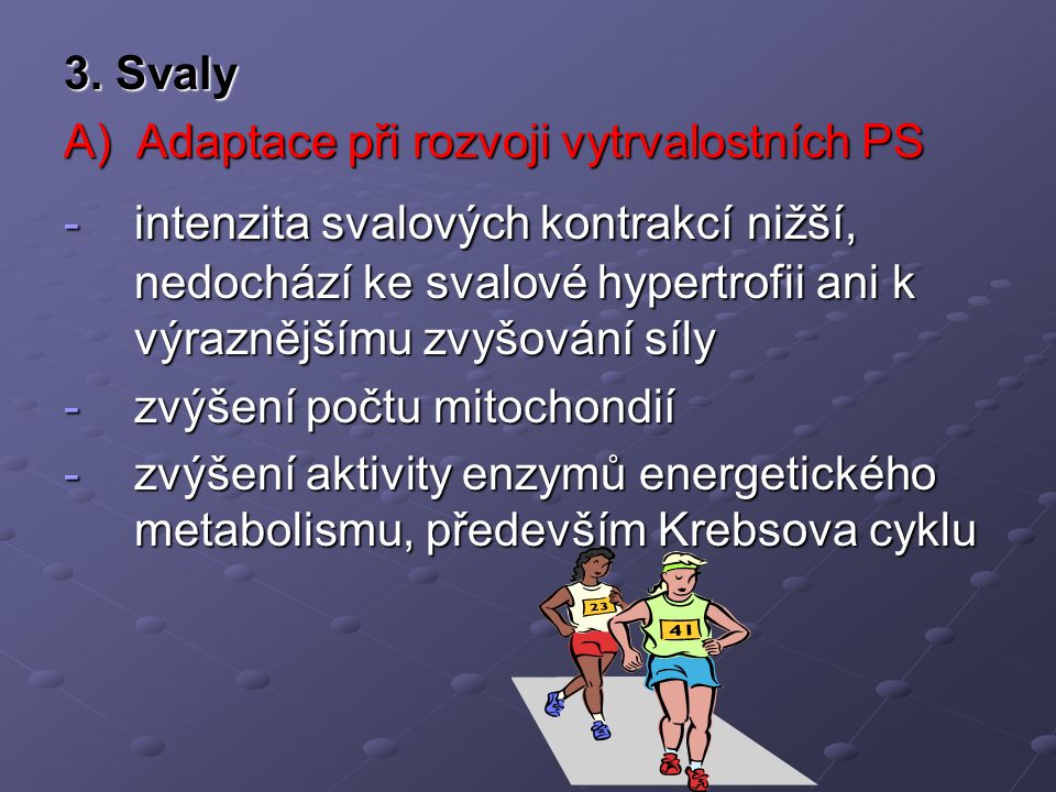 3. Svaly A) Adaptace při rozvoji vytrvalostních PS.