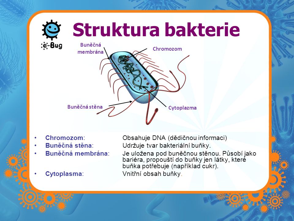 Struktura bakterie Chromozom: Obsahuje DNA (dědičnou informaci)