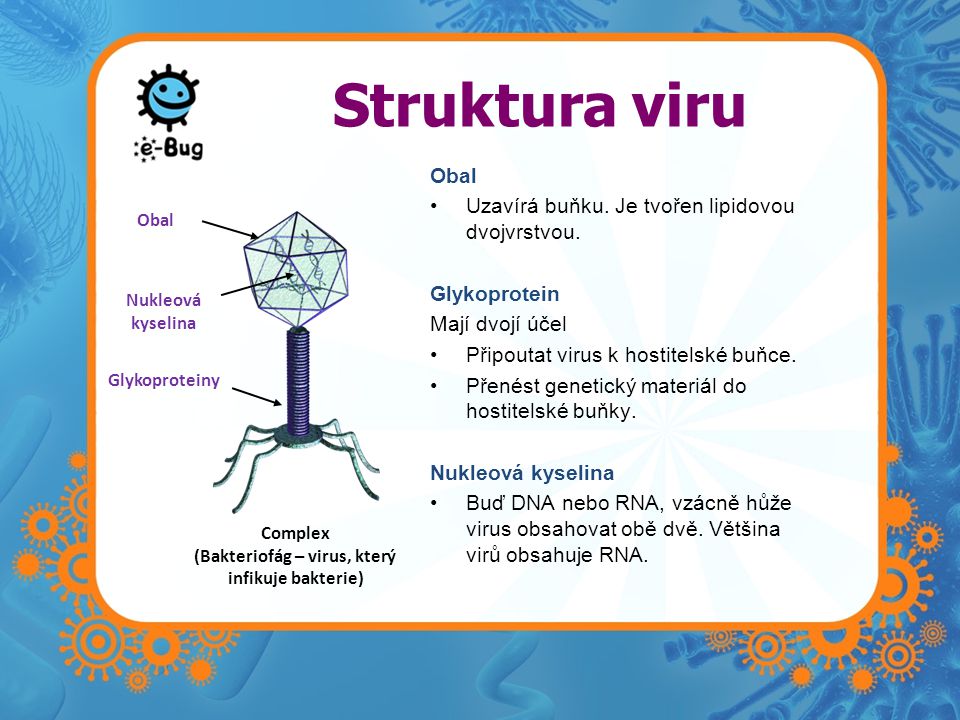(Bakteriofág – virus, který infikuje bakterie)