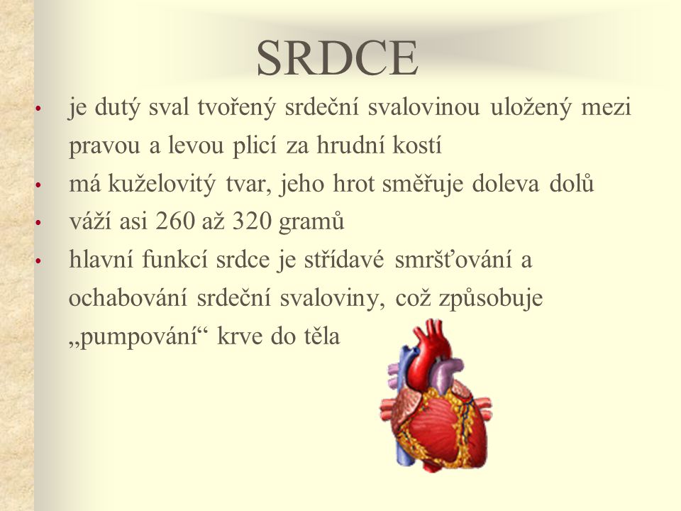 SRDCE je dutý sval tvořený srdeční svalovinou uložený mezi