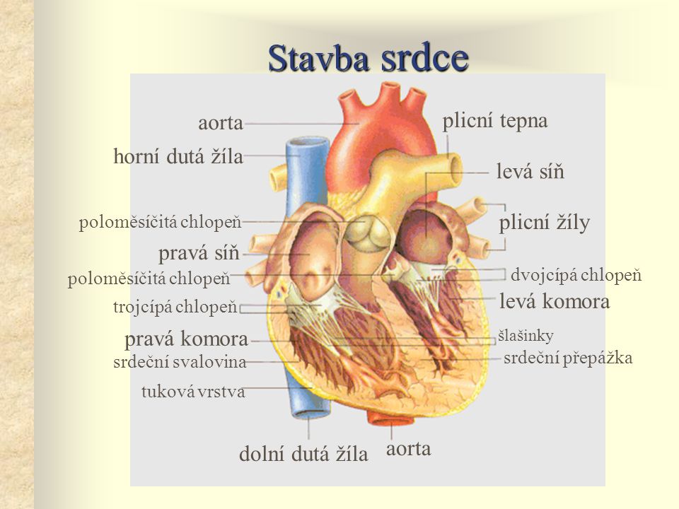 Stavba srdce plicní tepna aorta horní dutá žíla levá síň plicní žíly