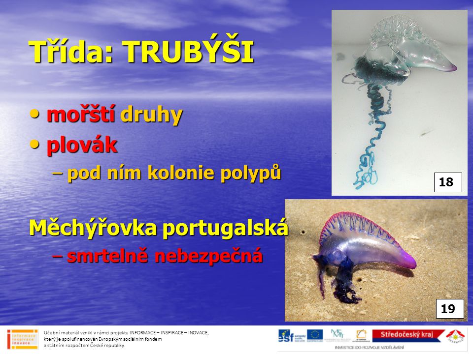 Třída: TRUBÝŠI mořští druhy plovák Měchýřovka portugalská