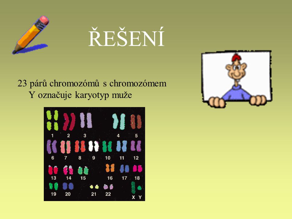 ŘEŠENÍ 23 párů chromozómů s chromozómem Y označuje karyotyp muže