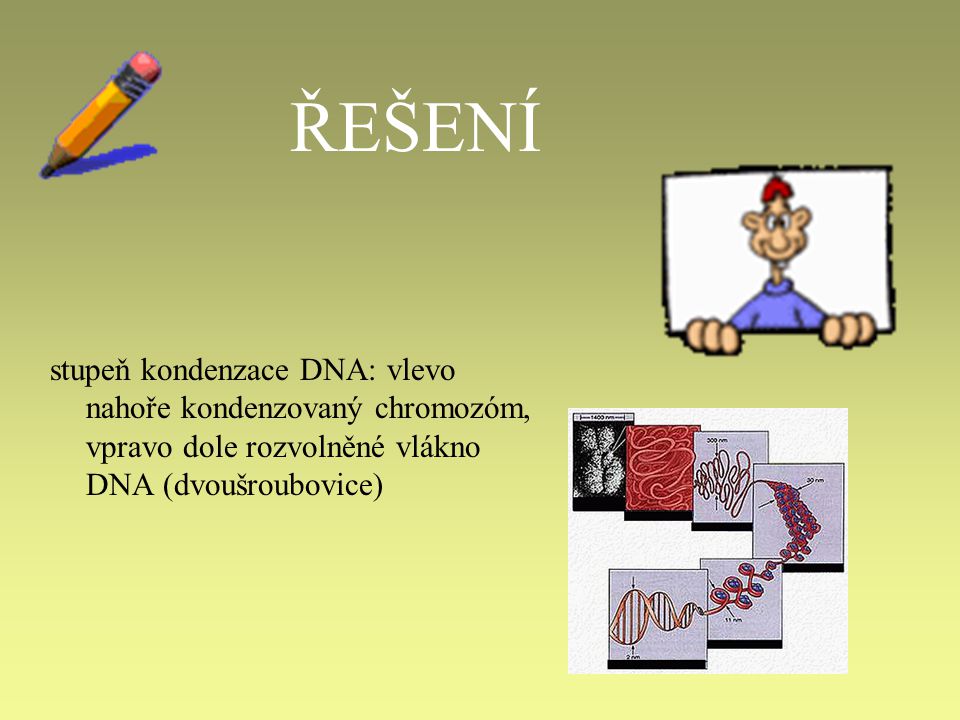 ŘEŠENÍ stupeň kondenzace DNA: vlevo nahoře kondenzovaný chromozóm, vpravo dole rozvolněné vlákno DNA (dvoušroubovice)