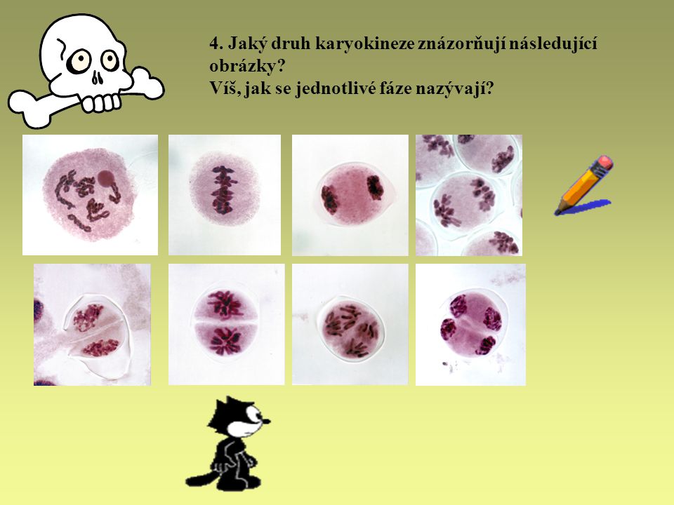 4. Jaký druh karyokineze znázorňují následující obrázky